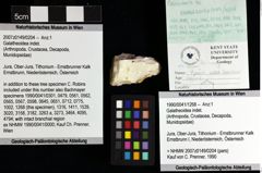 Foto (Objket + Etiketten) von Galatheoidea indet. 